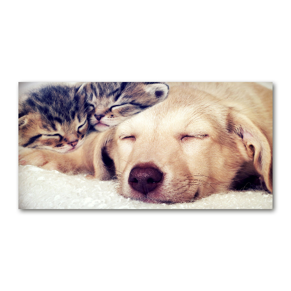 Schilderij glas Puppy's en katten