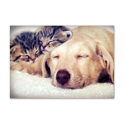 Schilderij glas Puppy's en katten