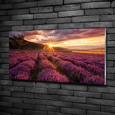 Schilderij glas Lavendelveld