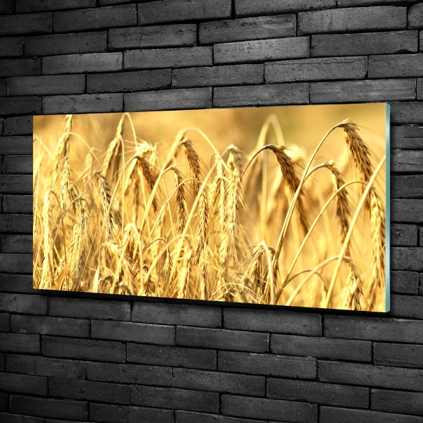 Foto schilderij op glas Graan