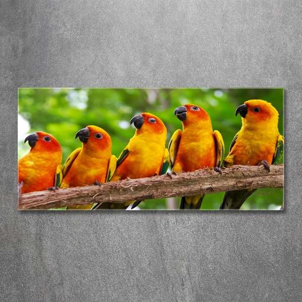 Foto schilderij op glas Papegaaien op een tak