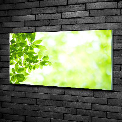 Glazen schilderij Bladeren