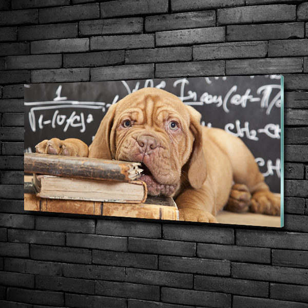 Foto schilderij op glas De hond bijt in het boek.