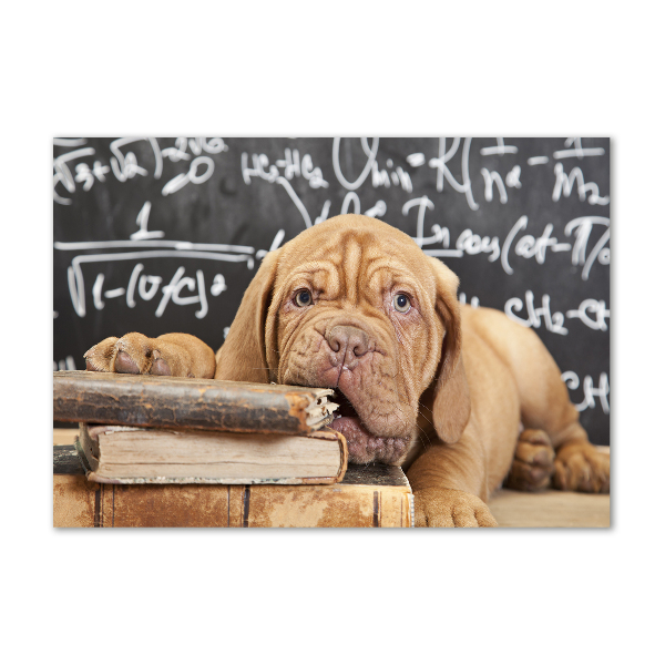 Foto schilderij op glas De hond bijt in het boek.