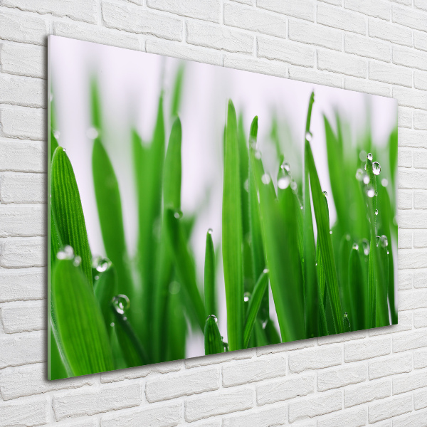 Schilderij glas grassprieten