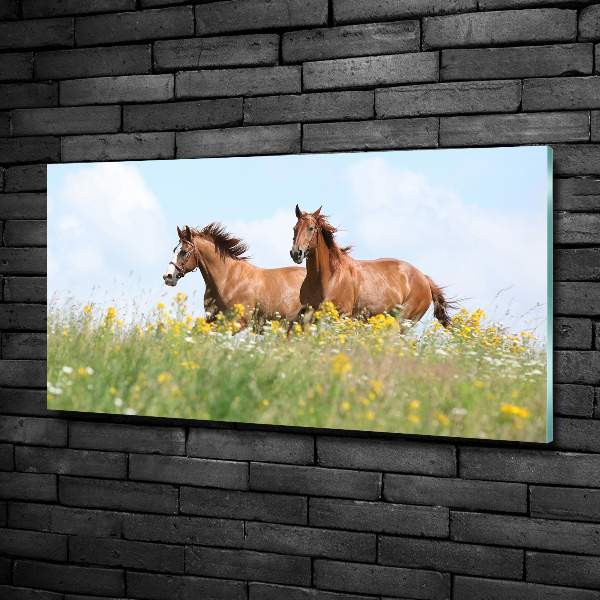 Foto schilderij op glas Twee paarden in galop
