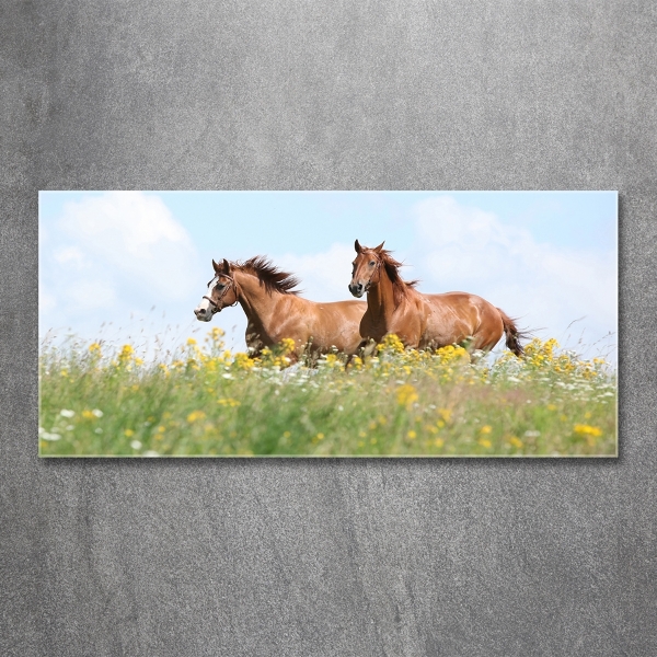 Foto schilderij op glas Twee paarden in galop