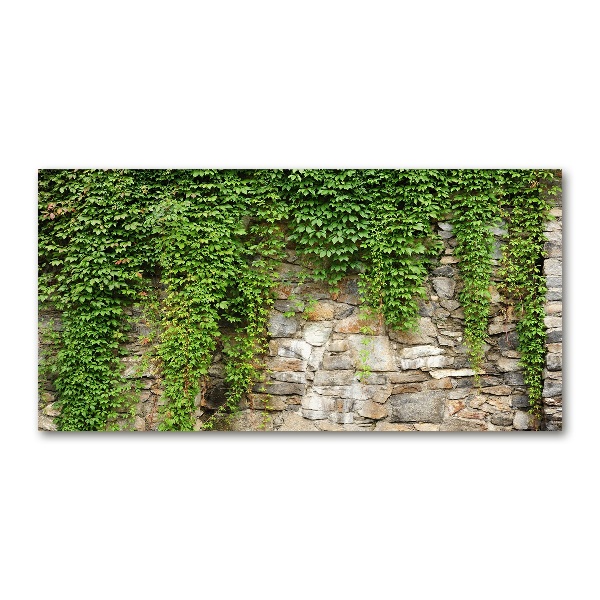 Schilderij glas Groene klimop