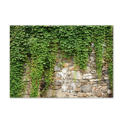 Schilderij glas Groene klimop