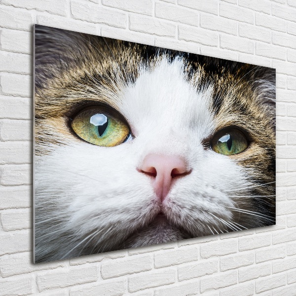 Schilderij op glas Groene kattenogen