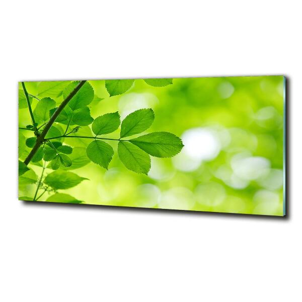 Schilderij glas Groene bladeren