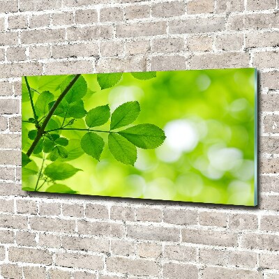 Schilderij glas Groene bladeren