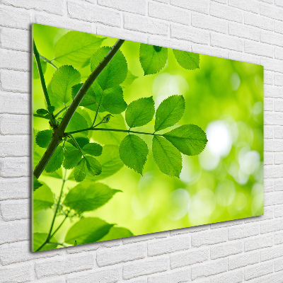Schilderij glas Groene bladeren