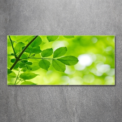 Schilderij glas Groene bladeren