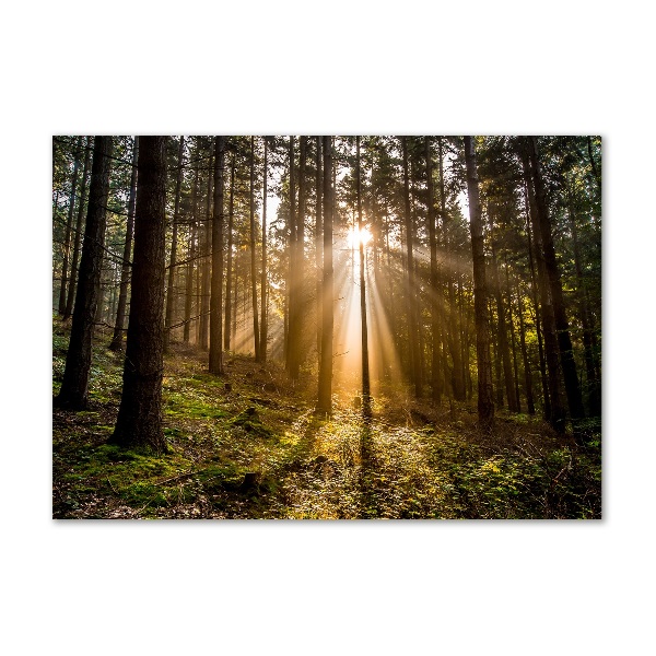 Glazen schilderij Zonlicht