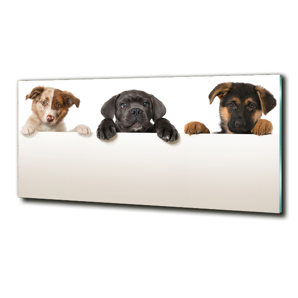 Schilderij glas Drie puppy's