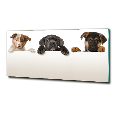 Schilderij glas Drie puppy's