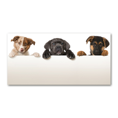 Schilderij glas Drie puppy's