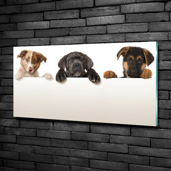 Schilderij glas Drie puppy's