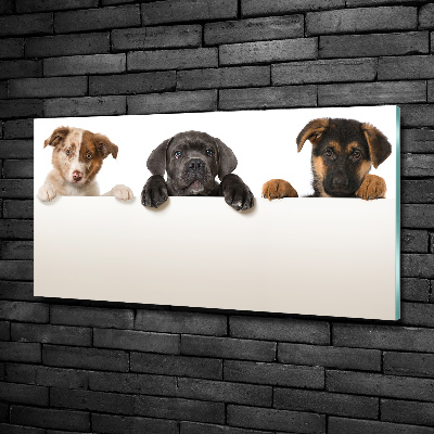 Schilderij glas Drie puppy's
