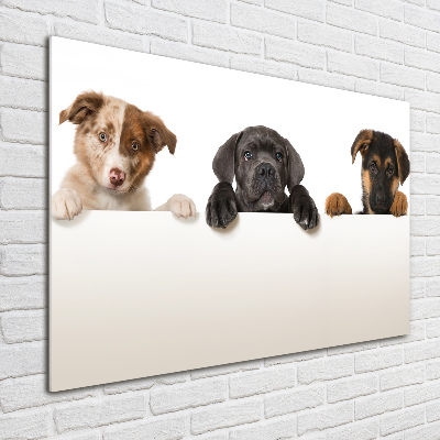 Schilderij glas Drie puppy's