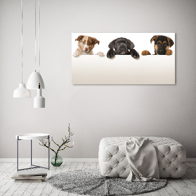 Schilderij glas Drie puppy's