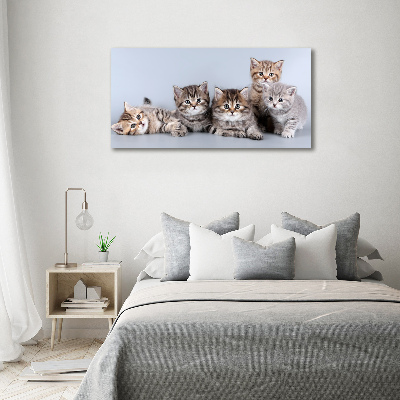Foto schilderij op glas Vijf katten