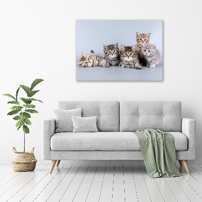 Foto schilderij op glas Vijf katten