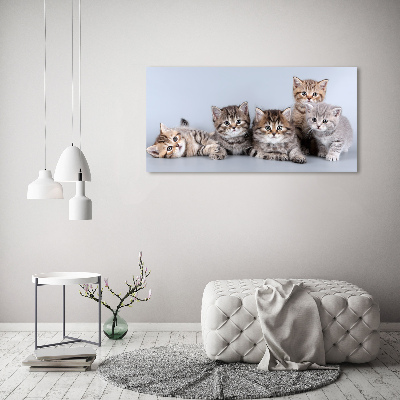 Foto schilderij op glas Vijf katten