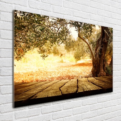 Schilderij op glas Olijfboom
