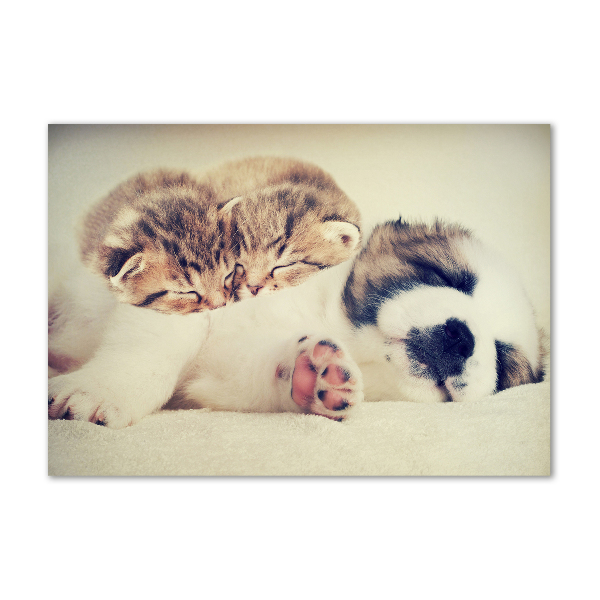 Schilderij glas Twee katten en een hond
