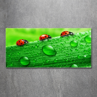 Schilderij op glas Lieveheersbeestjes op het gras