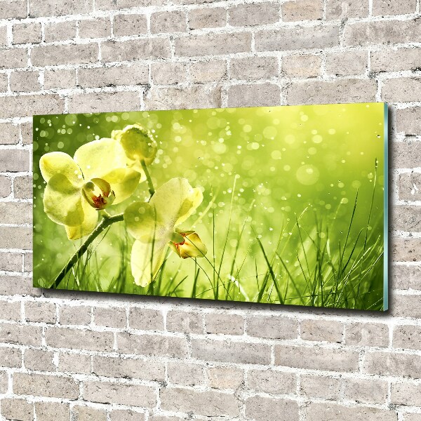 Schilderij glas Orchidee