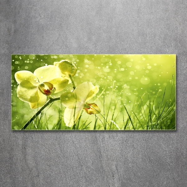 Schilderij glas Orchidee