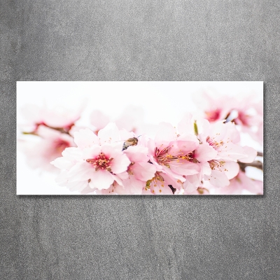 Foto schilderij op glas Kersenbloesems