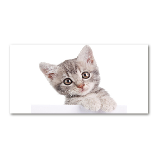 Glazen schilderij Grijze kat