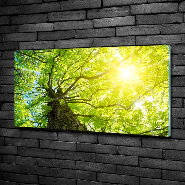 Schilderij op glas Kastanje in de lente