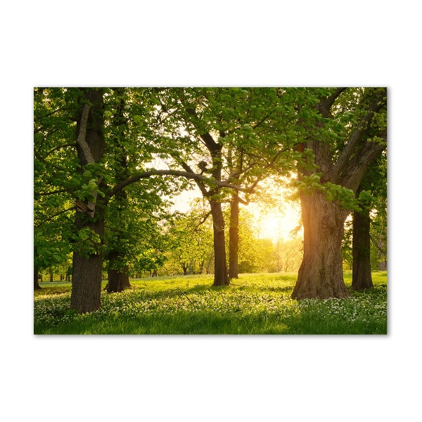 Foto schilderij op glas Bomen in het park