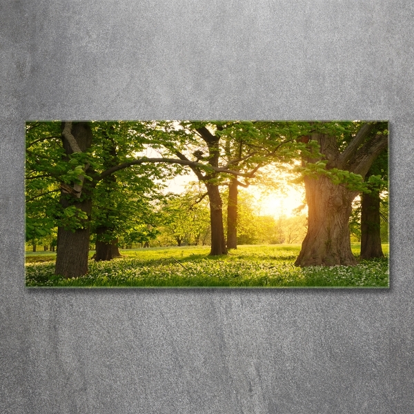 Foto schilderij op glas Bomen in het park
