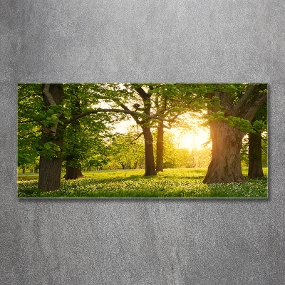 Foto schilderij op glas Bomen in het park