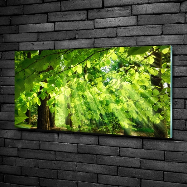 Glazen schilderij Beukenbladeren