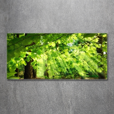 Glazen schilderij Beukenbladeren