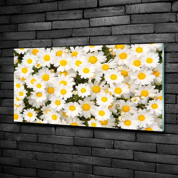 Schilderij op glas Madeliefjes