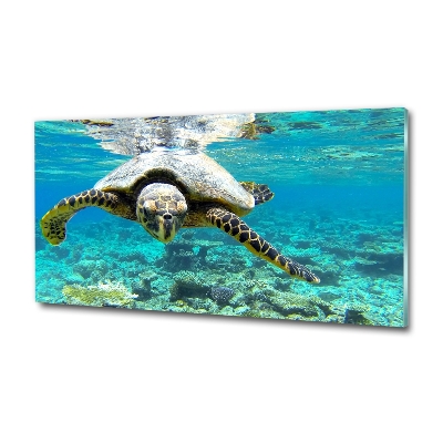 Schilderij glas Zeeschildpad