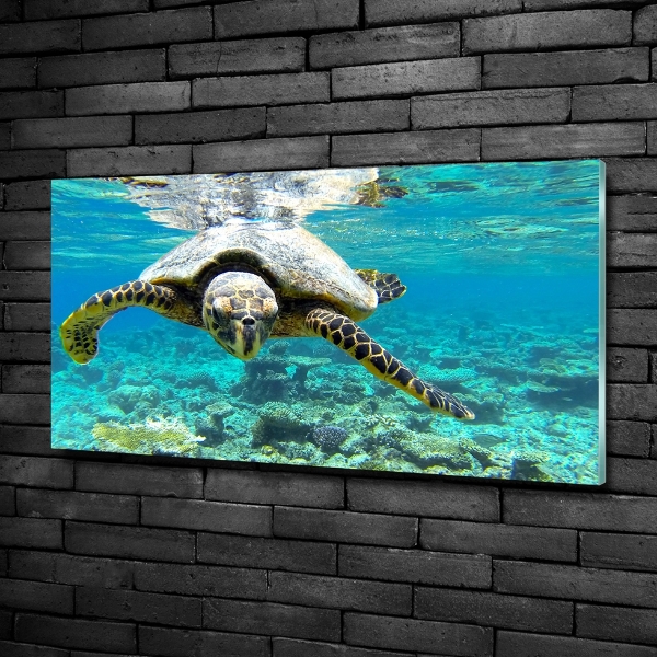 Schilderij glas Zeeschildpad
