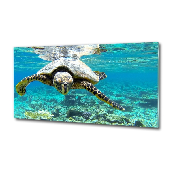 Schilderij glas Zeeschildpad
