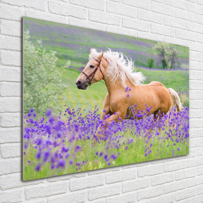 Schilderij op glas Een paard in een lavendelveld