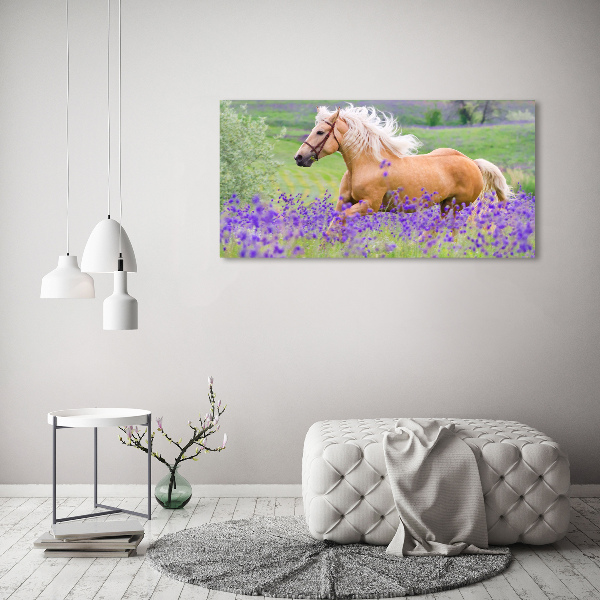 Schilderij op glas Een paard in een lavendelveld