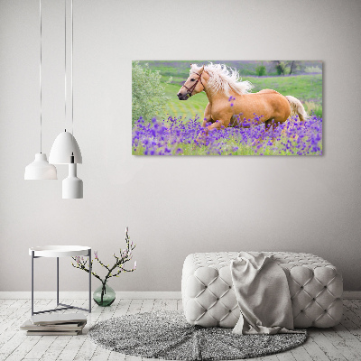 Schilderij op glas Een paard in een lavendelveld