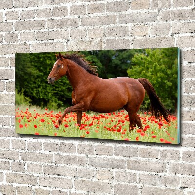Glazen schilderij Een paard in een veld vol klaprozen